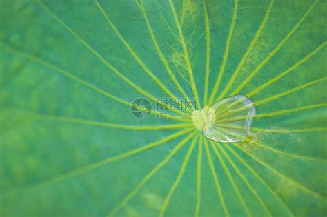 莲叶 的图像结果