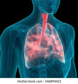 Image result for Lung Segmentation Using CNN