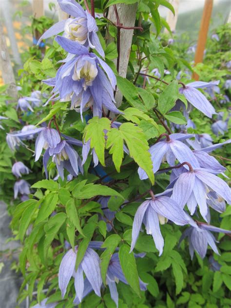 Blue Bird Clematis - Jeffries Nurseries