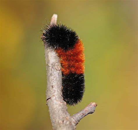 Explore Ohio's Caterpillar Kingdom: The Good, the Bad, and the Venomous ...