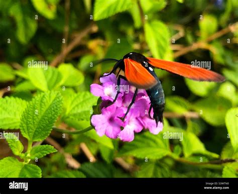 A spotted oleander caterpillar moth on pink lantana flowers in a Ponte Vedra Beach garden ...