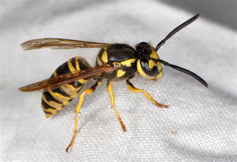 NCSU PDIC: Are northern giant hornets in North Carolina?