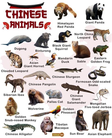 China Animals 的图像结果