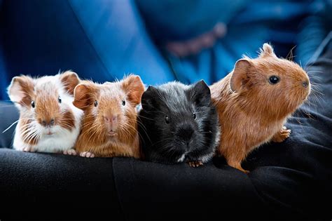 Timing Guide to Breeding Guinea Pigs