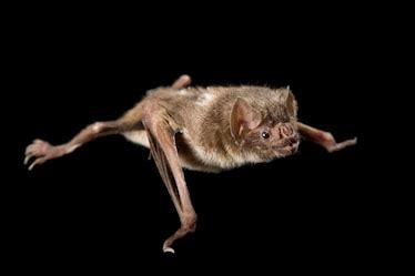 Common vampire bat, facts and photos | National Geographic
