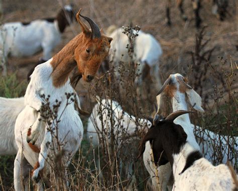 Voice of Lango - Voice of Truth