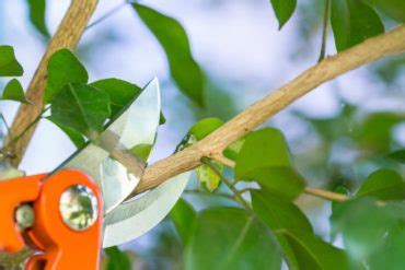 Image result for Pruning a Laburnum Tree