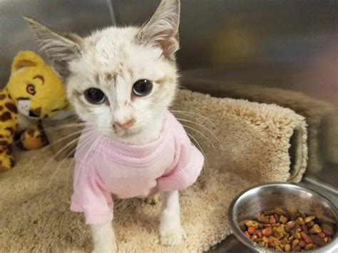 Three Legged Cat Saint John Family Seeks 3 Legged Cat Missing Since