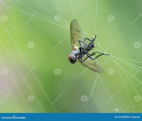 Image result for Spider Web Fly