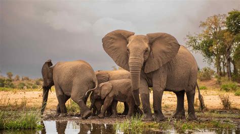 145 Fun Facts About Elephants That Will Blow Your Mind