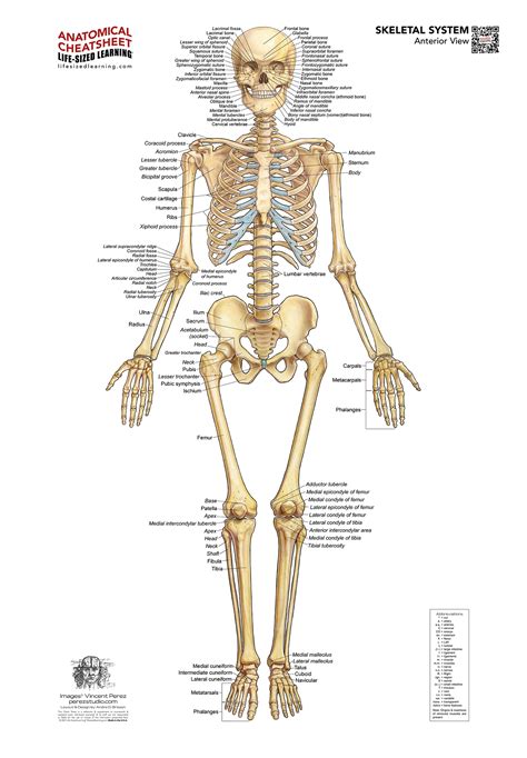 Image result for Skeletal Structural System