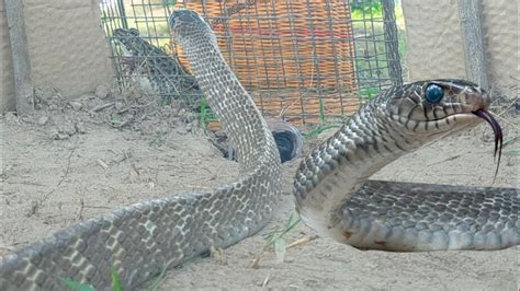 How to Make a Snake Trap Easy 的图像结果