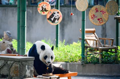 Photos Chine : anniversaire du panda géant Xi Le à Tianjin — Chine ...