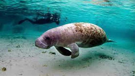 Manatee Appreciation Day 2023: Date, History and Facts