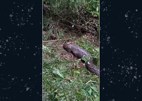 Image result for Python Swallows Bobcat