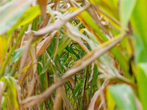 Corn Plant Leaves Turning Brown and Yellow: Causes & Fixes | Florgeous