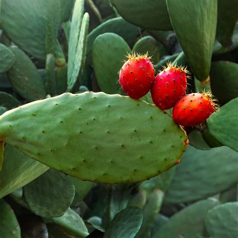 Where To Place Prickly pear In Feng Shui? (Characteristics, Direction ...