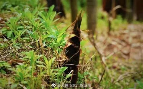 宜兴国家森林公园第四届挖笋节来了！