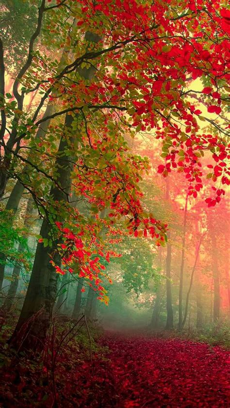 Fall 的图像结果