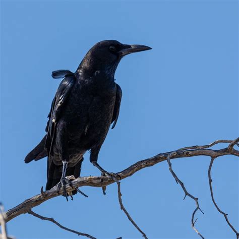 The Meaning Of Black Feather In The Bible - Bible Wings