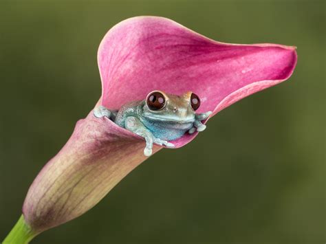 Image result for Pink Tree Frog