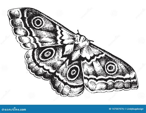 Pen And Ink Drawing Of A Moth Stock Illustration | CartoonDealer.com ...