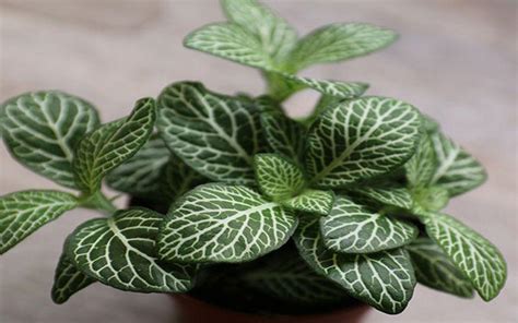 40 Best Low Light Indoor Plants for Your Home – Abana Homes