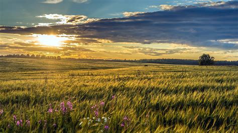 Русское поле картинки - фото и картинки: 64 штук