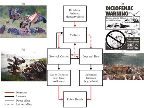 How human and ecosystem health are intertwined: Evidence from vulture ...
