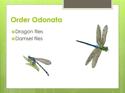 Insect Order Classification Chart 的图像结果