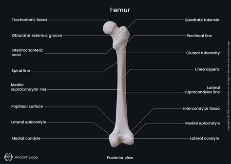 Femur Bones Diagram Hip Joint Surgery New York, NY | Hip Pain | Hip
