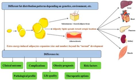 Broken Energy Homeostasis and Obesity Pathogenesis: The Surrounding ...
