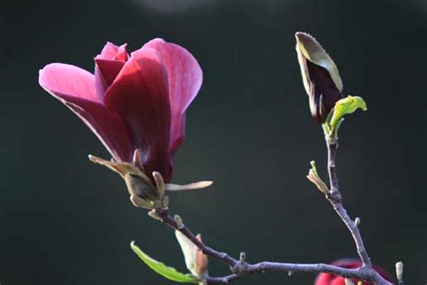 玉兰花的花语|玉兰花的图片欣赏_花卉花语__南北花木网