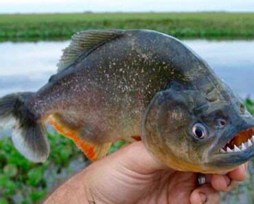 Python Frisst Eine Anakonda 的图像结果