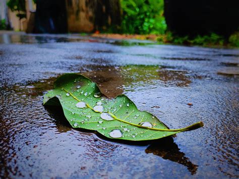 Free Images : leaf, drop, green, water lily, moisture, flower, terrestrial plant, adaptation ...