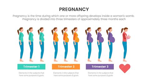 Pregnancy infographic concept for slide presentation with 3 point list data information with ...