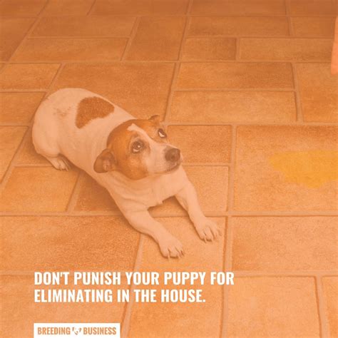 Dog Incontinence – Causes, Solutions, Prevention & FAQ