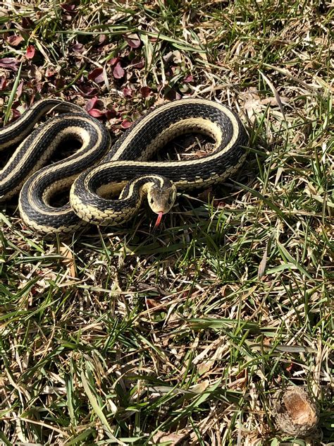 Garter Snake Venom