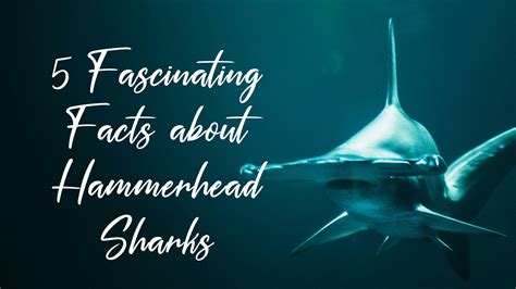 5 Fascinating Facts About Hammerhead Sharks | Ocean Earth Travels