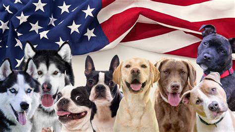 7 American Dog Breeds And Their International Counterparts - Animalko