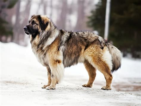 Caucasian Shepherd Dog: The Powerful and Fearless Ovcharka