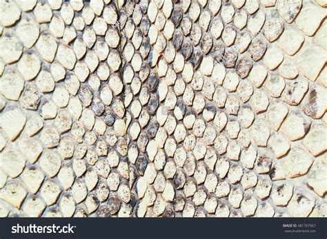 Image result for Python Skin