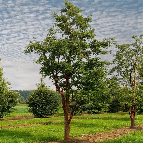 Acer Griseum - Paperbark Maple, Bloodbark Maple - 10 Seed Pack | Online ...