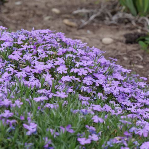 12 Flowering Ground Cover Plants For Sun Or Shade