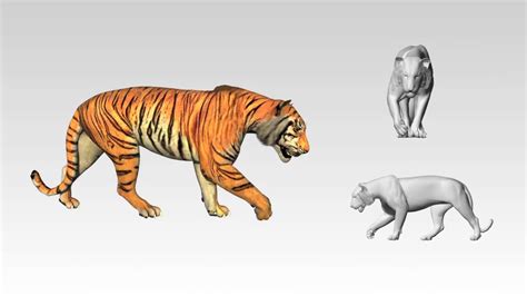 Tiger Walk Cycle Tutorial 的图像结果