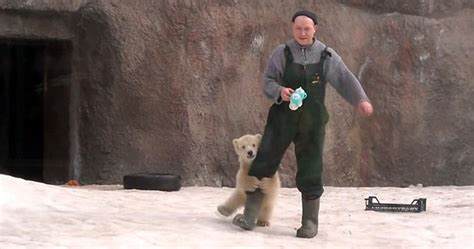 激萌！俄动物园小北极熊抱饲养员大腿撒娇(视频)-国际在线