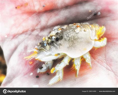 Mole Crab Anatomy
