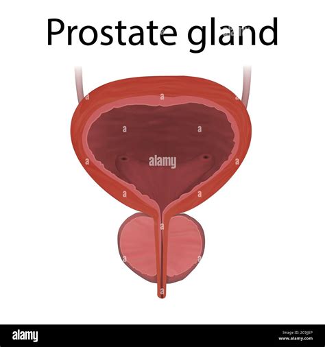 Prostate Gland