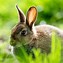 Image result for Cute Bunny Rabbits Wallpapers
