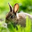 Image result for Nature Rabbit